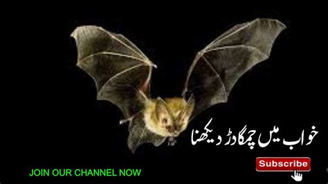 bat meaning in urdu|Bat meaning in Urdu is چمگادڑ, cham gadar .